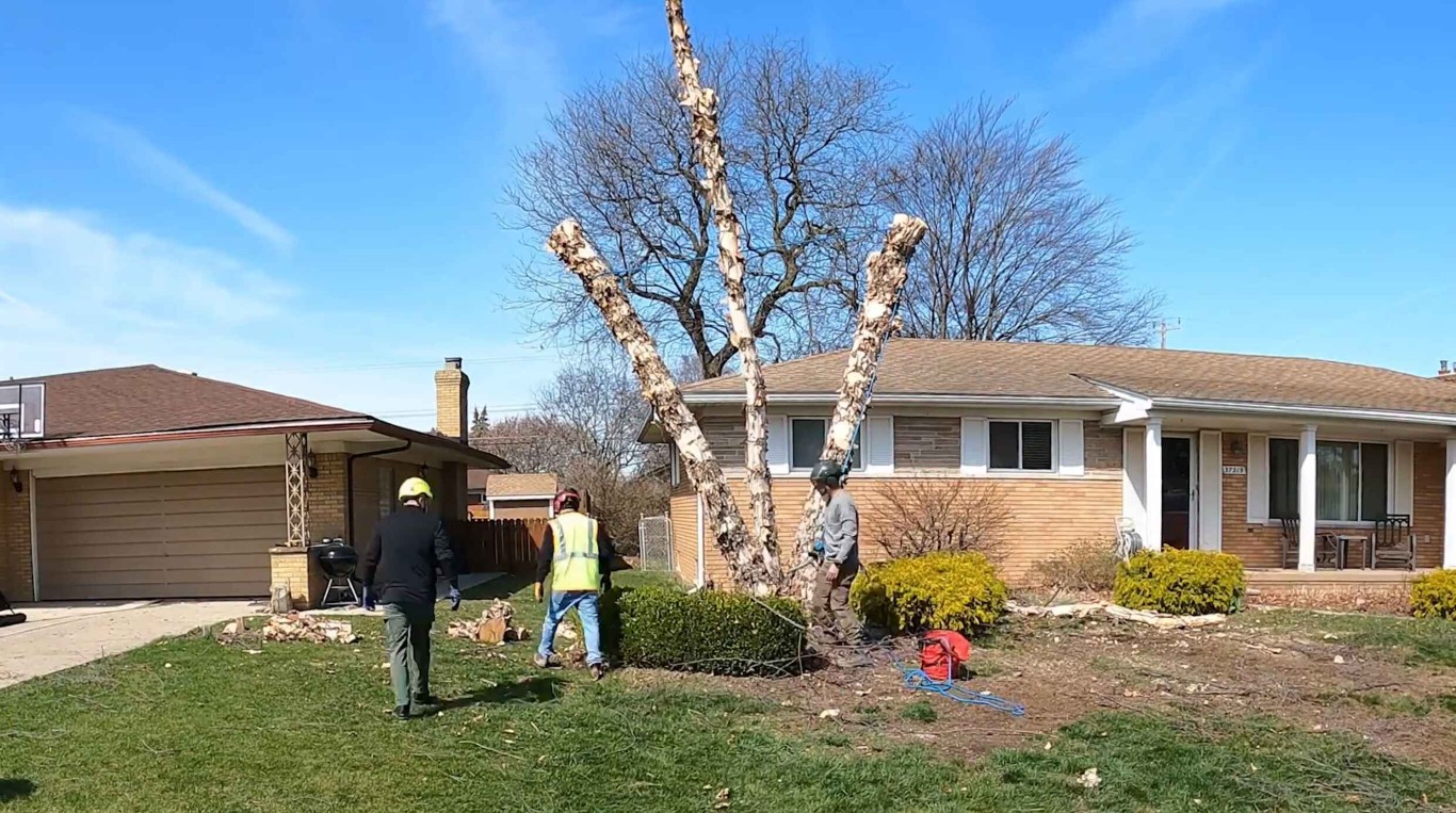 Emergency Tree Services service in Fountain Valley, CA